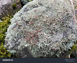 Attēlu rezultāti vaicājumam “Dibaeis baeomyces”