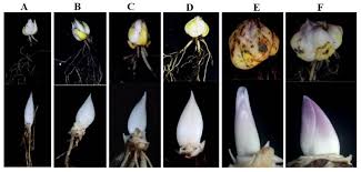 Attēlu rezultāti vaicājumam “Lilium lancifolium bud”