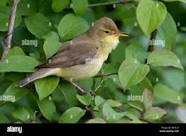 Image result for Hippolais polyglotta