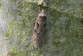 Attēlu rezultāti vaicājumam “Semioscopis steinkellneriana”