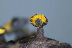 Attēlu rezultāti vaicājumam “Lamproderma gulielmae stalked”