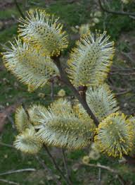 Attēlu rezultāti vaicājumam “Salix cinerea female flower”