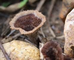 Attēlu rezultāti vaicājumam “Thelephora terrestris”