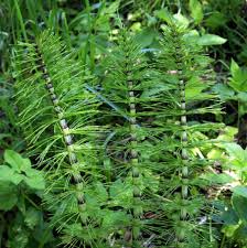 Attēlu rezultāti vaicājumam “Equisetum”