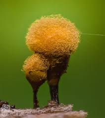 Attēlu rezultāti vaicājumam “Hemitrichia calyculata macro”