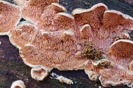 Attēlu rezultāti vaicājumam “Steccherinum bourdotii”