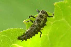 Attēlu rezultāti vaicājumam “Adalia bipunctata larva”