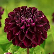 Image result for Dahlia Darkarin`