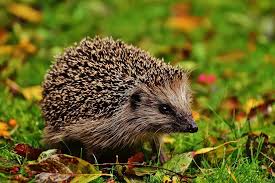 Attēlu rezultāti vaicājumam “Erinaceus sp.”