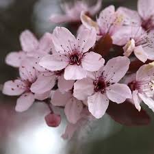 Attēlu rezultāti vaicājumam “Prunus cerasifera”