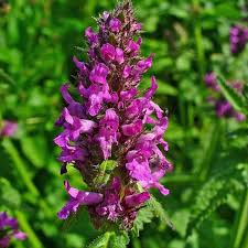 Attēlu rezultāti vaicājumam “Stachys officinalis flower”