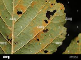 Attēlu rezultāti vaicājumam “Melampsoridium sp.”