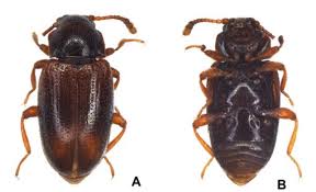 Attēlu rezultāti vaicājumam “Endomychidae”