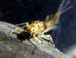 Attēlu rezultāti vaicājumam “Barbeyella minutissima macro”