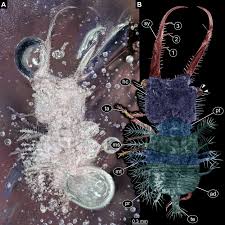 Attēlu rezultāti vaicājumam “Nymphalis xanthomelas larva”