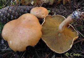 Attēlu rezultāti vaicājumam “Suillus bovinus”