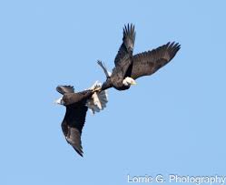 Image result for Cartwheels Gc