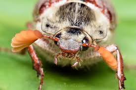 Attēlu rezultāti vaicājumam “Melolontha melolontha imago”