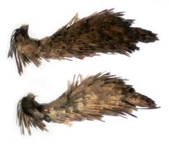 Attēlu rezultāti vaicājumam “Aphelia viburniana”