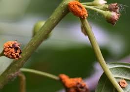 Attēlu rezultāti vaicājumam “Puccinia coronata”