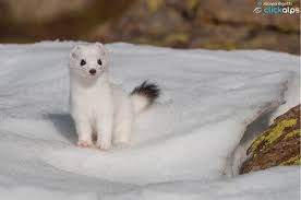 Attēlu rezultāti vaicājumam “Mustela erminea adult”