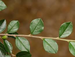 Attēlu rezultāti vaicājumam “Cotoneaster divaricatus fruit”