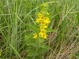 Attēlu rezultāti vaicājumam “Lysimachia punctata”