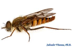 Attēlu rezultāti vaicājumam “Therevidae”