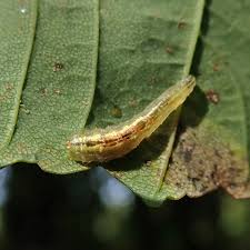 Attēlu rezultāti vaicājumam “Syrphus larva”