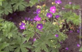Attēlu rezultāti vaicājumam “Geranium sylvaticum”