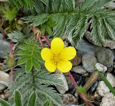 Image result for Potentilla anserina
