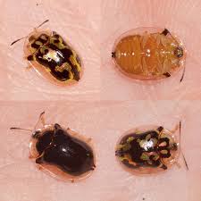 Attēlu rezultāti vaicājumam “Chrysomelidae”