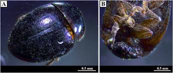 Attēlu rezultāti vaicājumam “Diachea muscorum macro”