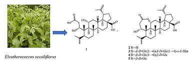 Attēlu rezultāti vaicājumam “Eleutherococcus sessiliflorus”