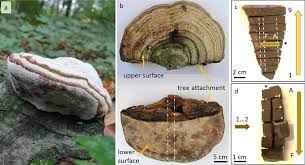 Attēlu rezultāti vaicājumam “Fomes fomentarius”