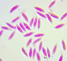 Attēlu rezultāti vaicājumam “Xylaria hypoxylon”