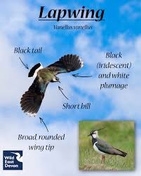 Attēlu rezultāti vaicājumam “Vanellus vanellus”