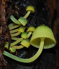 Attēlu rezultāti vaicājumam “Mycena belliarum”