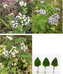Image result for Ageratum conyzoides