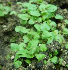 Attēlu rezultāti vaicājumam “Origanum vulgare bud”