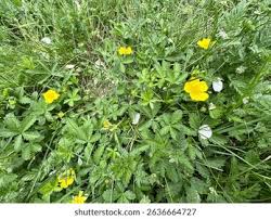 Attēlu rezultāti vaicājumam “Potentilla reptans”