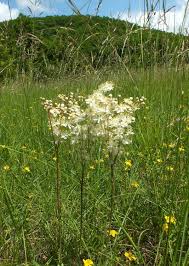Image result for Filipendula vulgaris