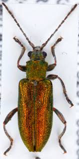 Attēlu rezultāti vaicājumam “Donacia clavipes”