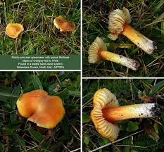 Attēlu rezultāti vaicājumam “Hygrocybe acutoconica”