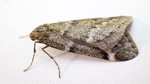 Attēlu rezultāti vaicājumam “Lithophane furcifera”