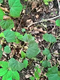 Attēlu rezultāti vaicājumam “Menispermum dauricum leaf”