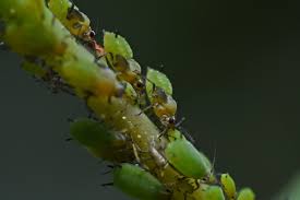 Attēlu rezultāti vaicājumam “Acyrthosiphon”