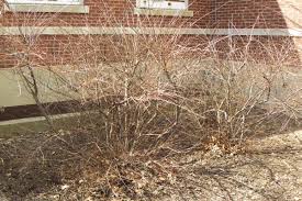 Attēlu rezultāti vaicājumam “Cotoneaster divaricatus”