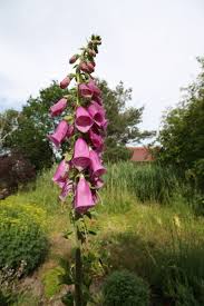 Image result for Fingerhut rot