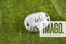 Attēlu rezultāti vaicājumam “Aleurochiton aceris”